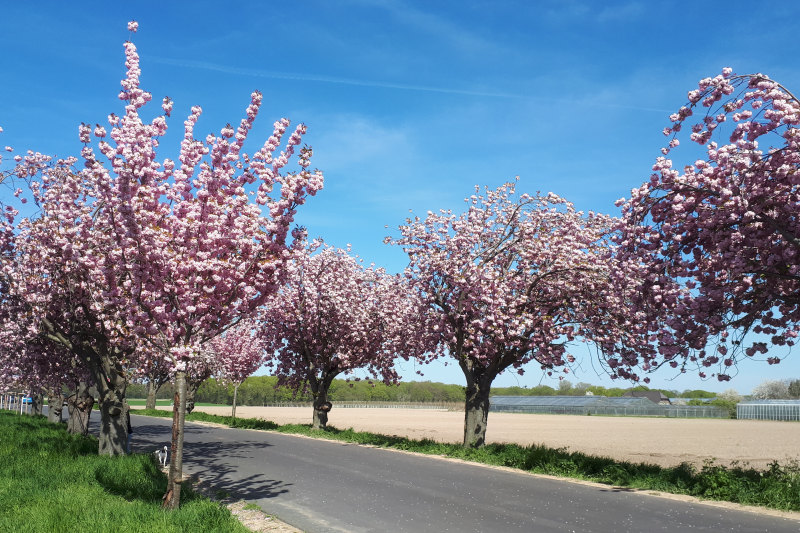 Kirschblüte in Leuth