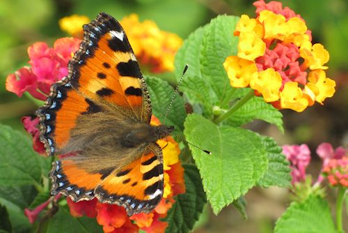 Schmetterlinge. Foto: Hauertz