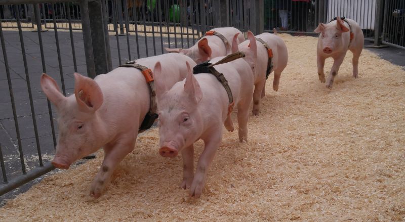 Ferkesmarkt -Schweinerennen